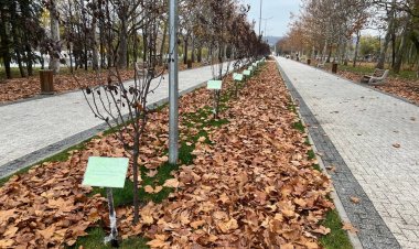 Mâine continuăm să plantăm!
