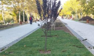 Campania de plantare a arborilor continuă!