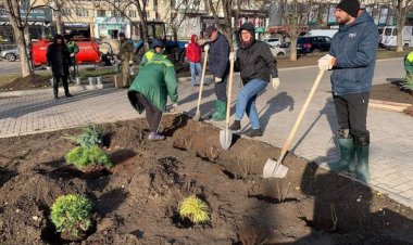 Acțiunea de plantare a arborilor și arbuștilor în sectorul Rîşcani