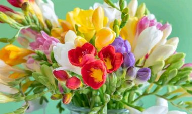 Dragi doamne și domnișoare, mămici, bunici, surori, soții și fiice, sunteți cele mai prețioase ființe și vă aducem toată...