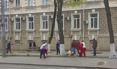 Pretura Sectorului Rîșcani: Primăria Chișinău îndeamnă cetățenii să evite văruitul arborilor din oraș