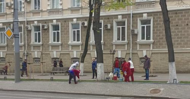Pretura Sectorului Rîșcani: Primăria Chișinău îndeamnă cetățenii să evite văruitul arborilor din oraș