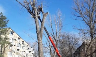 MÂINE 29 APRILIE Î.M. AGSV EXECUTĂ LUCRĂRI SILVOTEHNICE PE STRĂZILE BUCUREȘTI ȘI GRIGORE URECHE