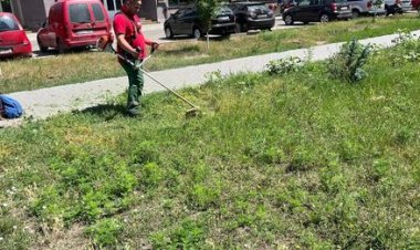 Pretura Sectorului Rîșcani: Măsuri preventive de combatere a ambroziei pe teritoriul municipiului Chișinău