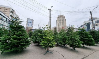 Comercializarea brazilor în sectoarele capitalei se desfăşoară în perioada: 01.12.2023 - 01.01.2024