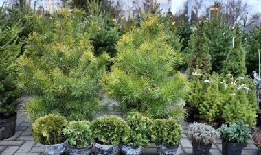 ????Comercializarea brazilor în sectoarele capitalei se va desfăşura până în data de 01.01.2024. ▶️Amplasamentele stabilit...