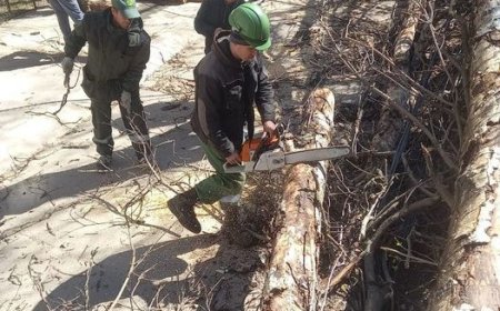 Serviciile municipale ale Primăriei Chișinău lucrează în teren la înlăturarea crengilor și a copacilor căzuți