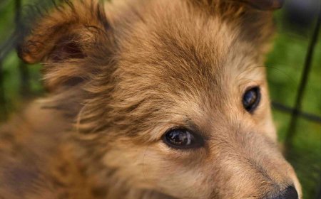 În cadrul programului pentru soluționarea problemelor animalelor cu și fără stăpân din mun. Chișinău, Primăria Chișinău a încheiat un acord de colaborare cu Asociația Obștească „Doctor Vet Moldova”,