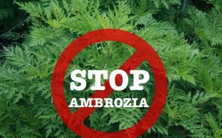 Stimați cetățeni ATENȚIE AMBROZIA!