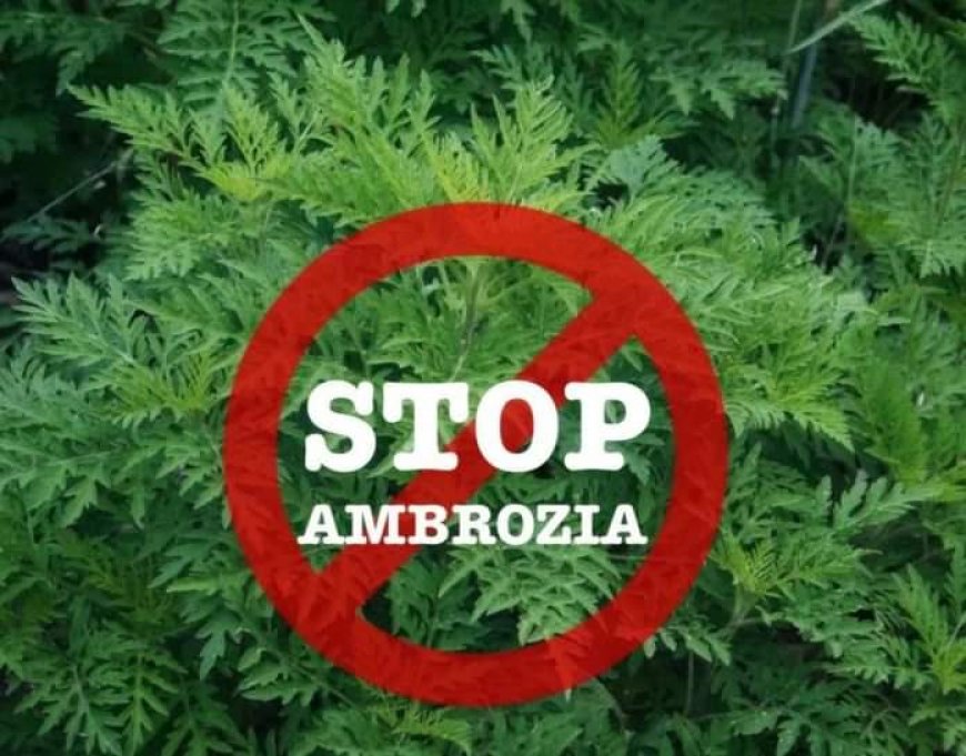 Stimați cetățeni ATENȚIE AMBROZIA!
