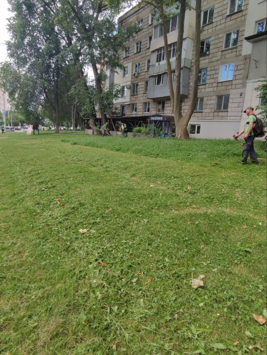 Continuă procesul de combatere a ambroziei !