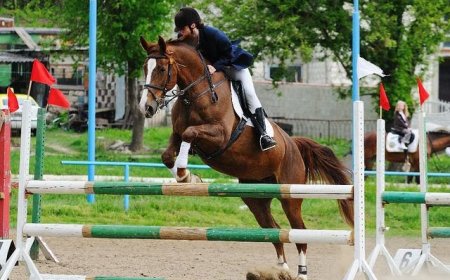 Pretura sectorului Rîșcani în conlucrare cu Clubul sportiv de hipism „Avangard” organizează Campionatul deschis la hipism (proba dresaj) cu prilejul sărbătorii „Hramul orașului Chișinău”
