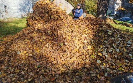 Evacuarea frunzișului din sector.