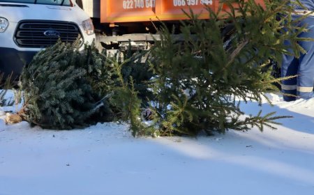 ♻️Primăria Chișinău informează că brazii și molizii utilizați  în perioada sărbătorilor de iarnă vor fi reciclați.