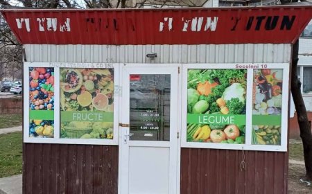 Un copac a mai câștigat dreptul la existență. Str. Socoleni, 10.