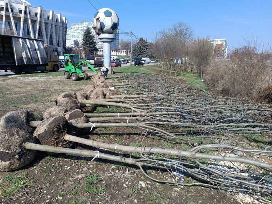 Mai mulți arbori de frasin cu balot sunt plantați astăzi pe aliniamentul stradal din zona Circului, pe bd. Renașterii Naționale din sectorul Rîșcani.