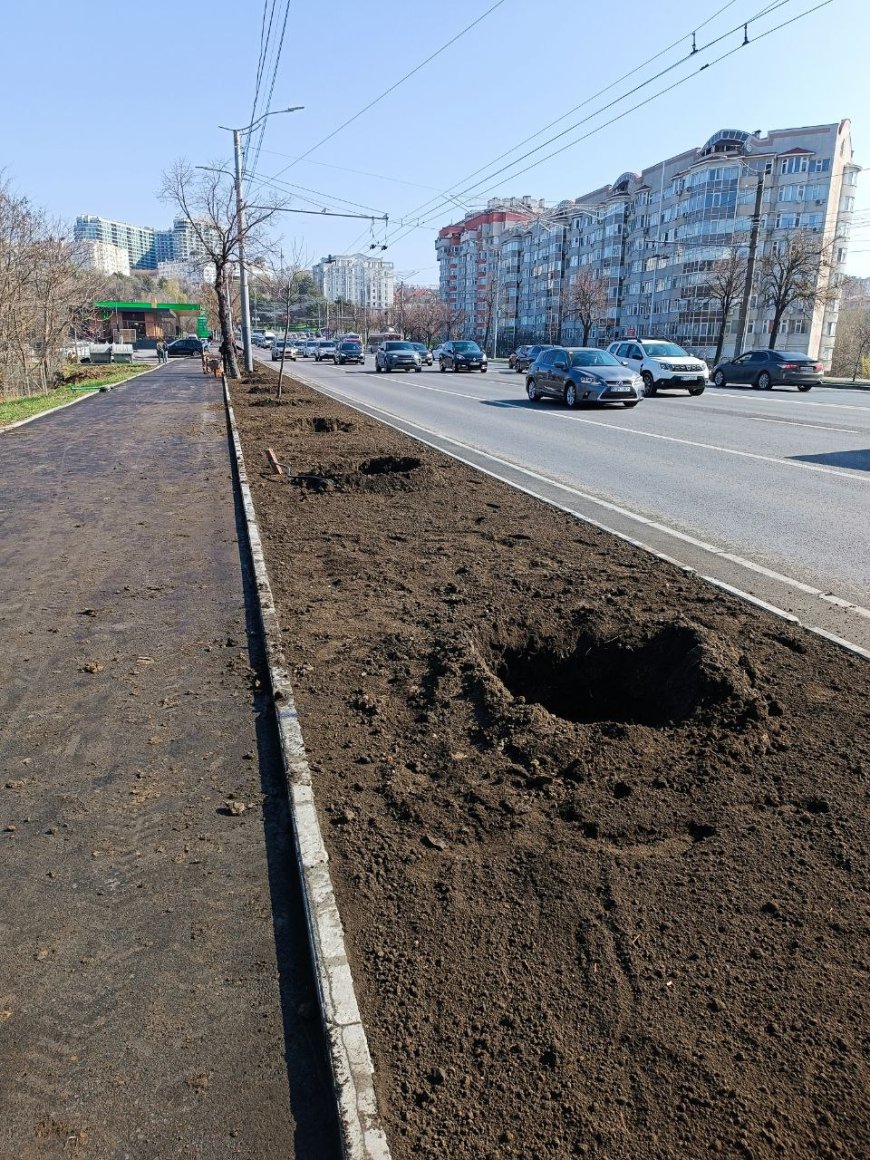 Mai mulți arbori de frasin cu balot sunt plantați astăzi pe aliniamentul stradal din zona Circului, pe bd. Renașterii Naționale din sectorul Rîșcani.