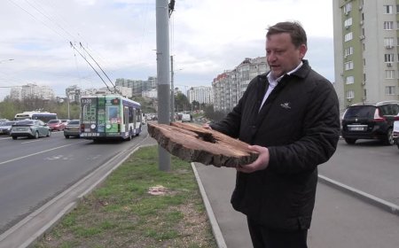 La data de 16 aprilie, Pretura Rîșcani a demarat campania de înlocuire a arborilor bolnavi care au fost curățați ieri pe bulevardul Renașterii Naționale