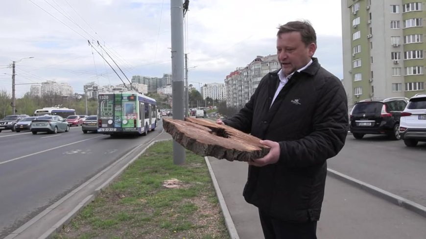 La data de 16 aprilie, Pretura Rîșcani a demarat campania de înlocuire a arborilor bolnavi care au fost curățați ieri pe bulevardul Renașterii Naționale