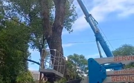 În sectorul Rîșcani astăzi, s-au efectuat  lucrările de tăiere și defrișare a vegetației forestiere