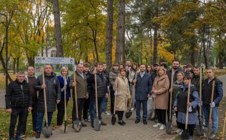 Astăzi pe strada Nicolae Dimo, în perimetrul Alecu Russo - Parcul „Șipca” au fost sădiți 85 de platani cu balot.