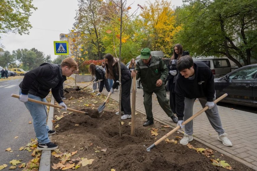 Astăzi pe strada Nicolae Dimo, în perimetrul Alecu Russo - Parcul „Șipca” au fost sădiți 85 de platani cu balot.