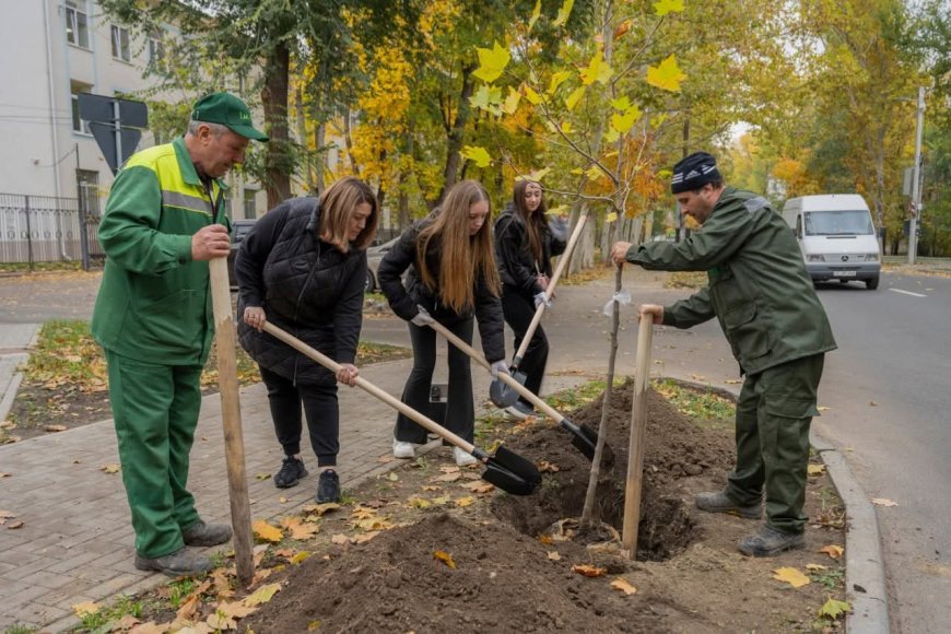 Astăzi pe strada Nicolae Dimo, în perimetrul Alecu Russo - Parcul „Șipca” au fost sădiți 85 de platani cu balot.