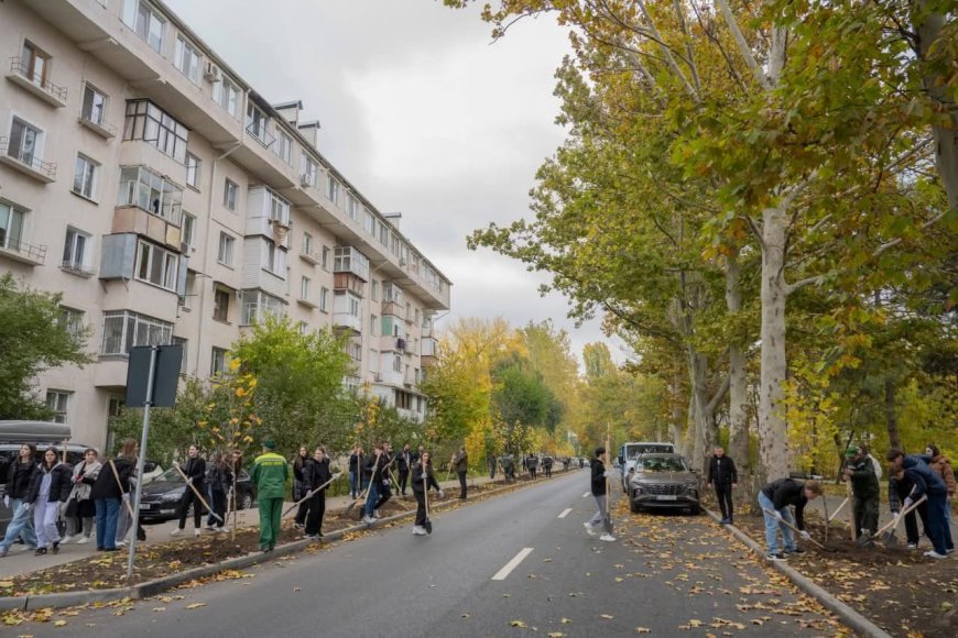 Astăzi pe strada Nicolae Dimo, în perimetrul Alecu Russo - Parcul „Șipca” au fost sădiți 85 de platani cu balot.