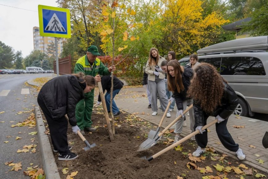 Astăzi pe strada Nicolae Dimo, în perimetrul Alecu Russo - Parcul „Șipca” au fost sădiți 85 de platani cu balot.