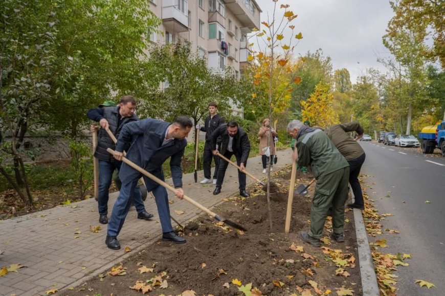 Astăzi pe strada Nicolae Dimo, în perimetrul Alecu Russo - Parcul „Șipca” au fost sădiți 85 de platani cu balot.