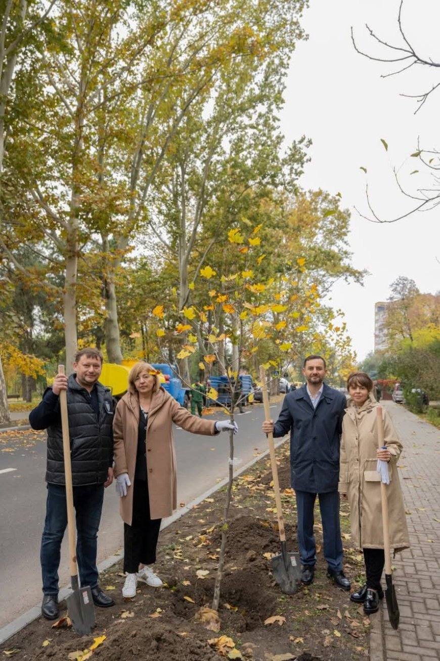 Astăzi pe strada Nicolae Dimo, în perimetrul Alecu Russo - Parcul „Șipca” au fost sădiți 85 de platani cu balot.
