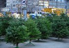 Primăria Chișinău informează că, în perioada 08 - 31 decembrie, în sectoarele Capitalei va fi organizat comerțul cu arbori de conifere, în contextul desfășurării sărbătorilor de iarnă
