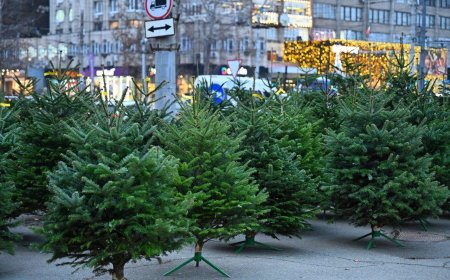 Primăria Chișinău informează că, în perioada 08 - 31 decembrie, în sectoarele Capitalei va fi organizat comerțul cu arbori de conifere, în contextul desfășurării sărbătorilor de iarnă
