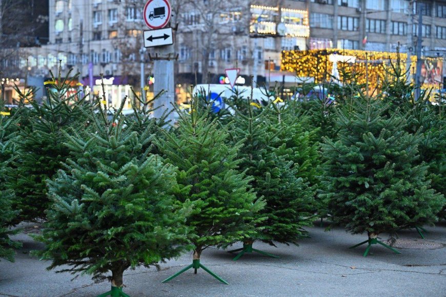 Primăria Chișinău informează că, în perioada 08 - 31 decembrie, în sectoarele Capitalei va fi organizat comerțul cu arbori de conifere, în contextul desfășurării sărbătorilor de iarnă