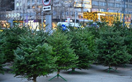 Comercializarea brazilor pe teritoriul orașului Chișinău, în perioada sărbătorilor de iarnă.