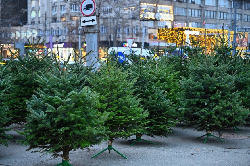 Comercializarea brazilor pe teritoriul orașului Chișinău, în perioada sărbătorilor de iarnă.
