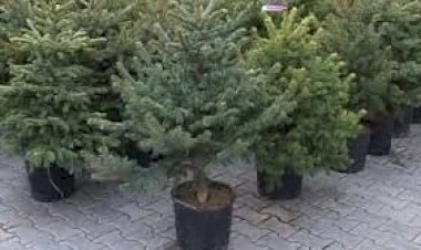 Adrese cu brazi În conformitate cu dispoziția pretorului, Vlad...