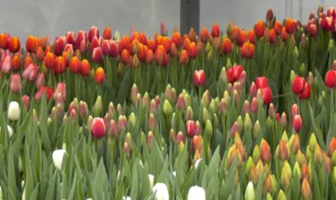 Flori vii la Rîșcani Producătorii autohtoni de flori...